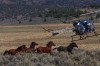 A chopper pilot herds wild horses 