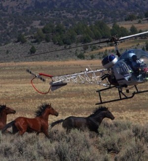 A chopper pilot herds wild horses 