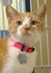 Specials this month at the Humane Society of Missouri