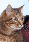 adoptable pets