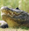 Editorial Short Take: Put that alligator on a leash  