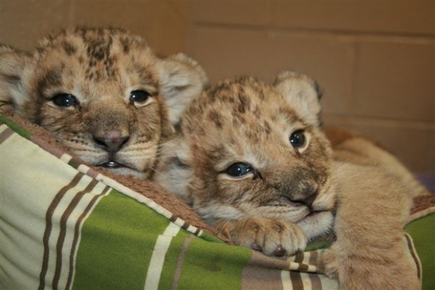 St. Louis Zoo hand-raising two lion cubs; two other cubs don&#39;t survive : Entertainment