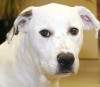 POKIN AROUND: No fun at Chesterfield dog park for pit bulls  