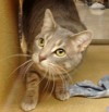Adoptable pets for the week of May 22