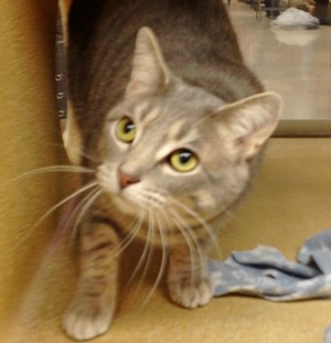 Adoptable pets for the week of May 22