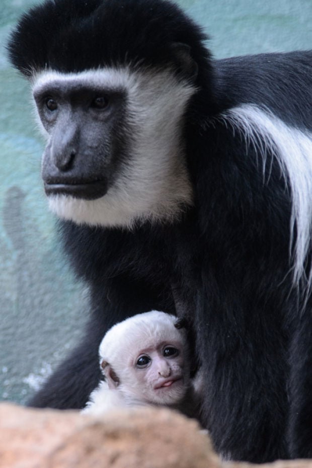 Colobus monkey born at St. Louis Zoo : News