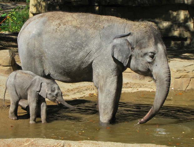 A few lessons in parenting from St. Louis Zoo moms : Entertainment