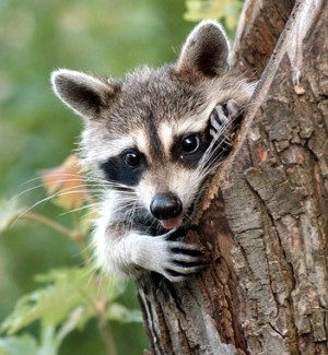 Raccoon, Opossum On The Table : Entertainment