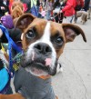 Decked-out Dogs at the Barkus Parade