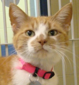 Pet of the Week: Anne, a domestic shorthair  