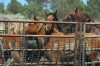Wild horses behind the walls of a corral