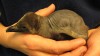 King penguin born in Jan. 8/St. Louis Zoo