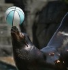 Sea Lion Sound wows crowds : Entertainment