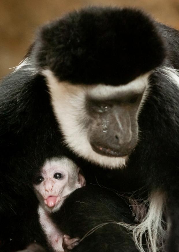 Baby colobus monkey debuts at St. Louis Zoo : News