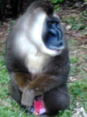 Baboon on the loose in Florissant