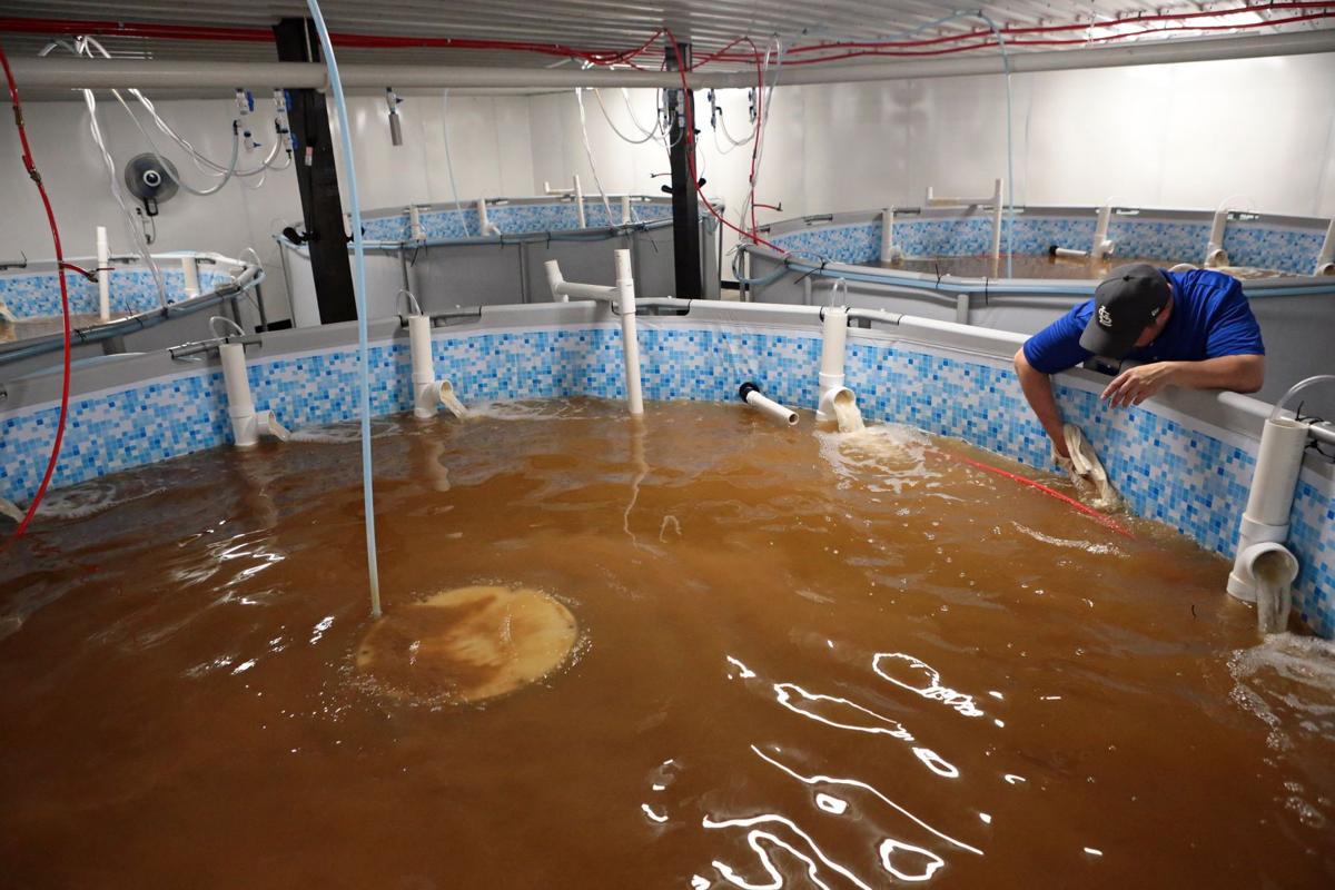 Brothers turn toward the unconventional with St. Charles County shrimp