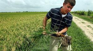 Midwestern farmers eye Cuban market possibilities