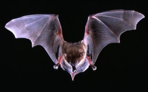 Dead bat in St. Charles County home had rabies