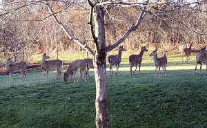 Deer on a lawn