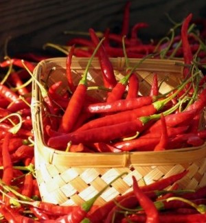 Darn Hot Peppers