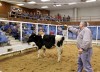 Beef prices hit record highs — and will keep on climbing