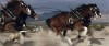 Clydesdales in 