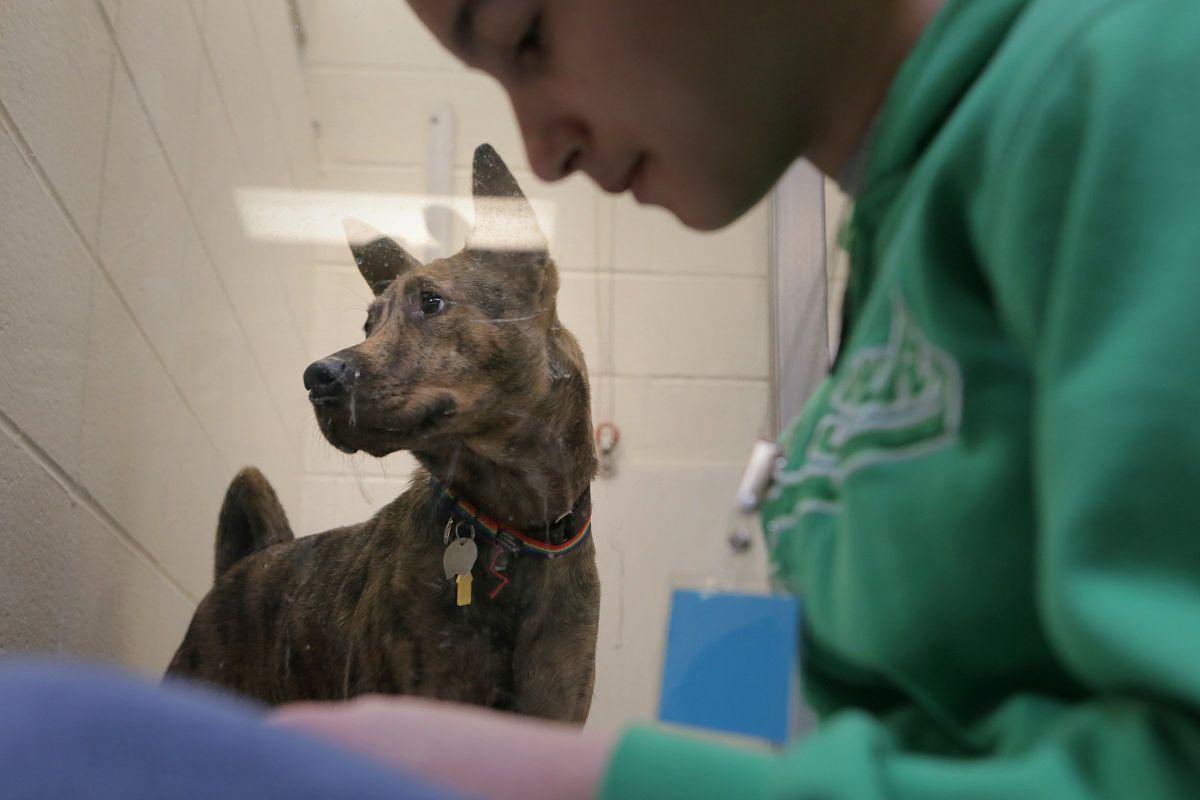 Kids read to shelter dogs at the Humane Society of Mo. Local