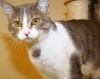 This week's adoptable pets from the APA