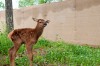 Elk population in Missouri grows with addition of 40 