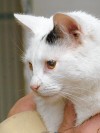 adoptable pets