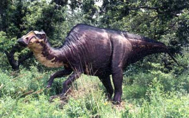 dinosaur that rams with head