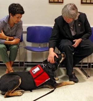 Court therapy dog eases crime victims' stress at courthouse in Clayton