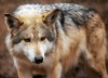 Endangered Wolf Center
