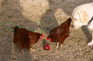 Ellisville chickens
