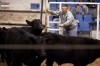 Beef prices expected to rise this year