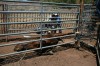 Wranglers help a horse recover its footing