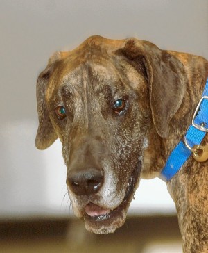 This week's most adoptable pets  