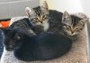 Collinsville pet of the week  