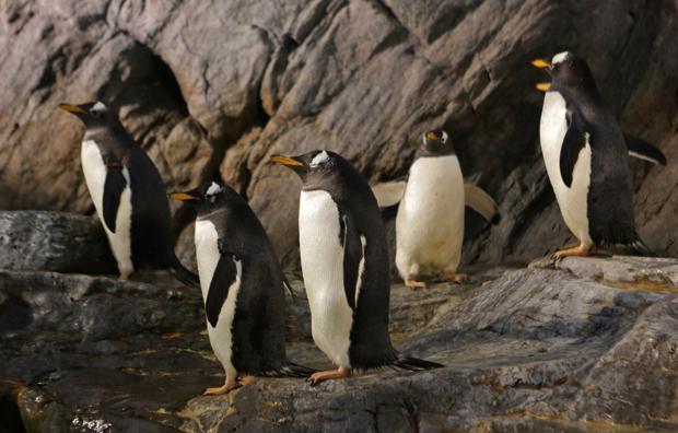 Penguins at the St. Louis Zoo