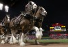 Clydesdales a fixture at Busch
