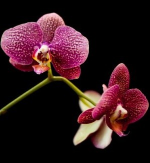 Missouri Botanical Garden expanding efforts to catalog world's plants