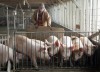 Local farmers hope for China trade