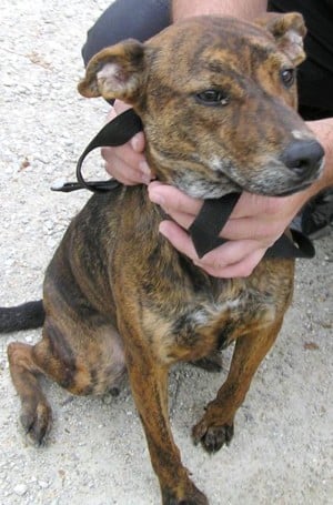 Boxer Whippet Mix Is a boxer/whippet mix Boxer Whippet Mix Is a boxer/whippet mix