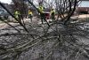 Suburbs coping with threat of beetle that destroys ash trees