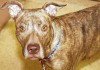 APA adoptabel pets