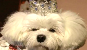 Really? This dog could inherit $200,000