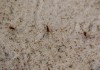 White-spotted assassin bugs/St. Louis Zoo 