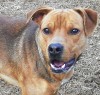 This week's most adoptable pets  