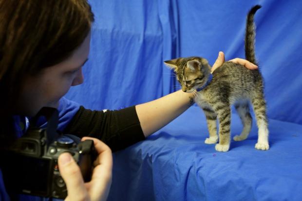 Shelters sharpen photo skills to spur pet adoptions