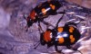 St. Louis Zoo to reintroduce the endangered American burying beetle